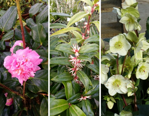 En fleurs dans nos serres : mes coups de cœur de février