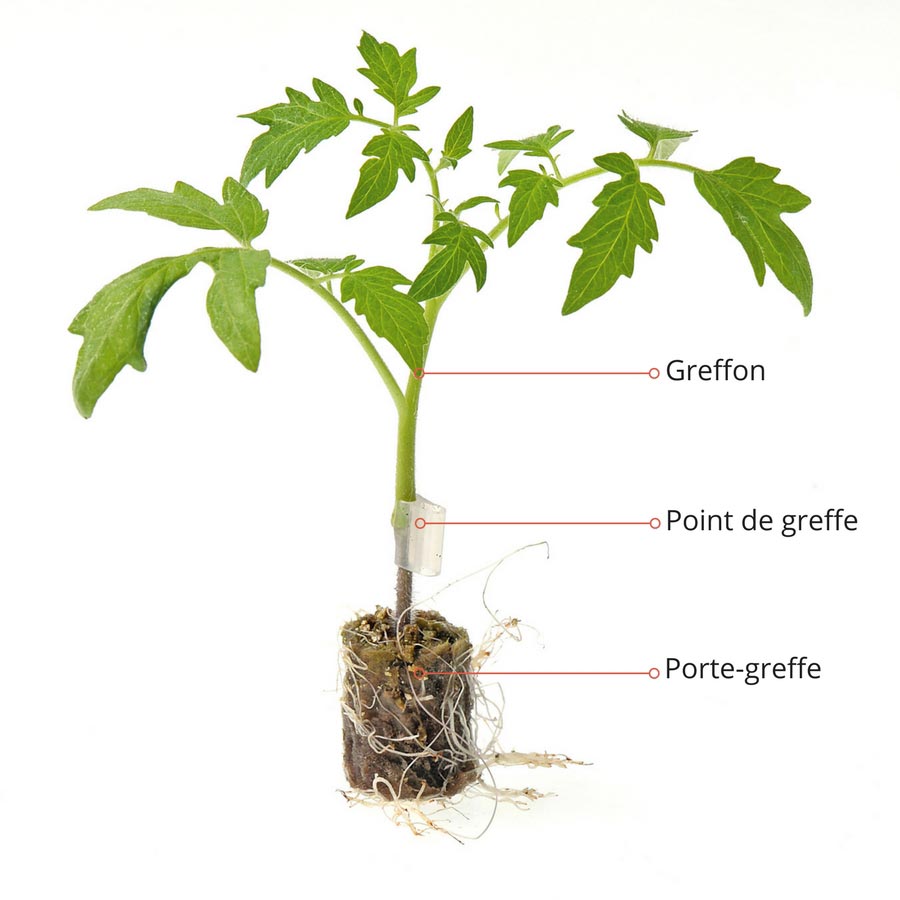 Plant de légume greffé