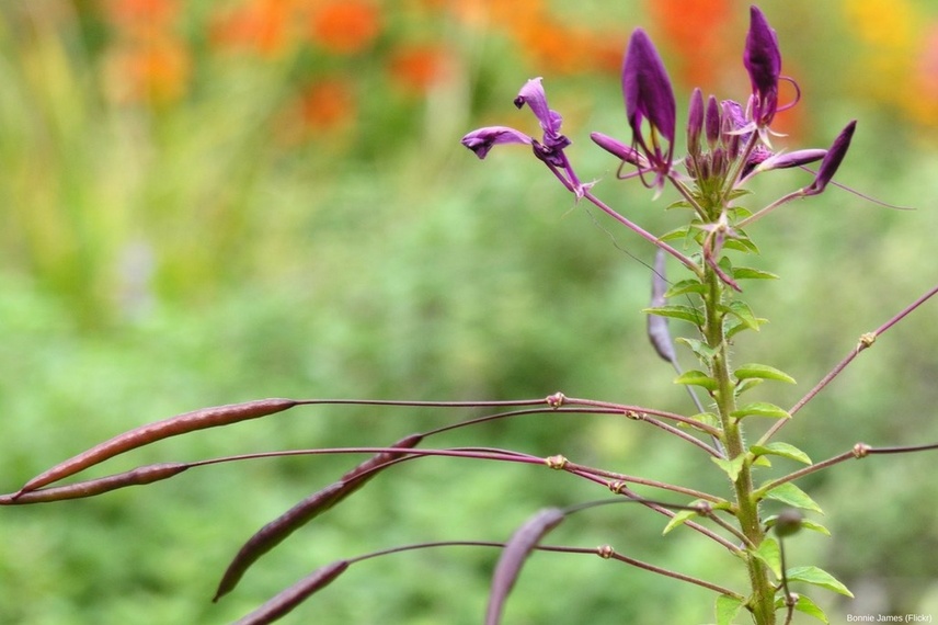 Gousses de graines de cléome