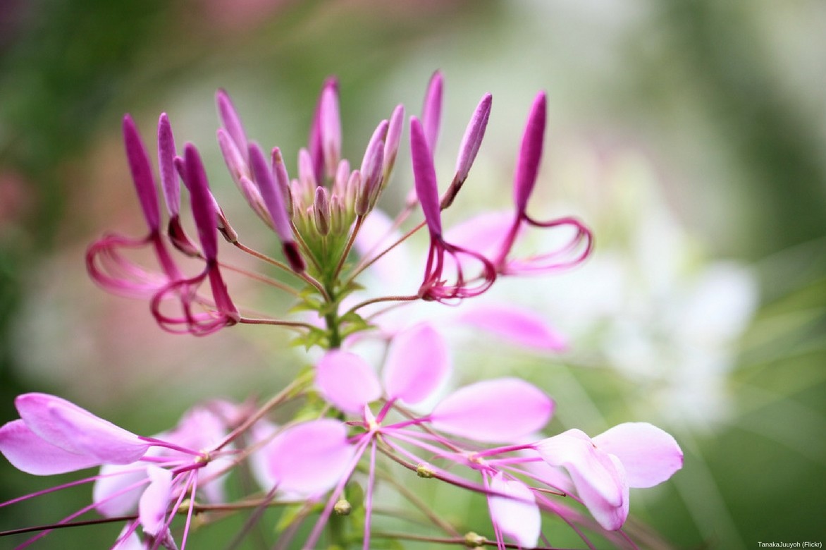 fleur de cleome