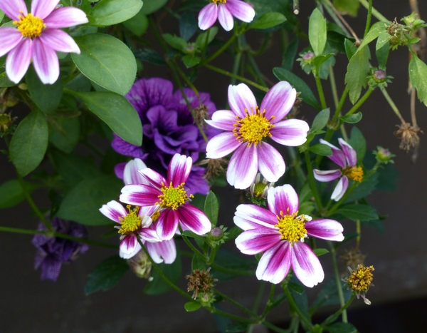 Annuelles, les nouveautés 2018 !