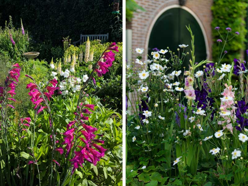 Esprit cottage avec, à gauche, le Glaïeul de Bizance sur fond de Lupins, de Datura, d'Alchemille et Digitale et à droite, un joli mélange avec l'Anémone du Japon.