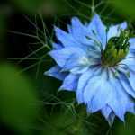 Nigelle de Damas : semis, culture et entretien