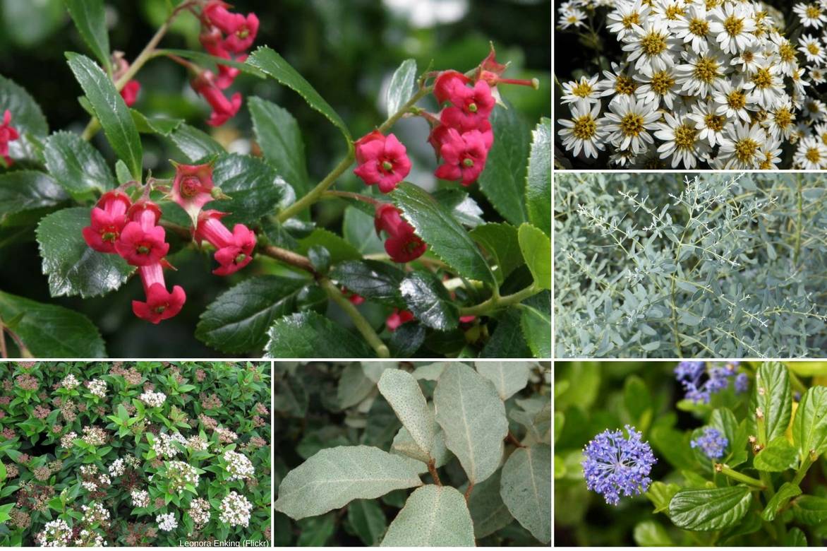 Associer l'escallonia au jardin Escallonia, association en haie.