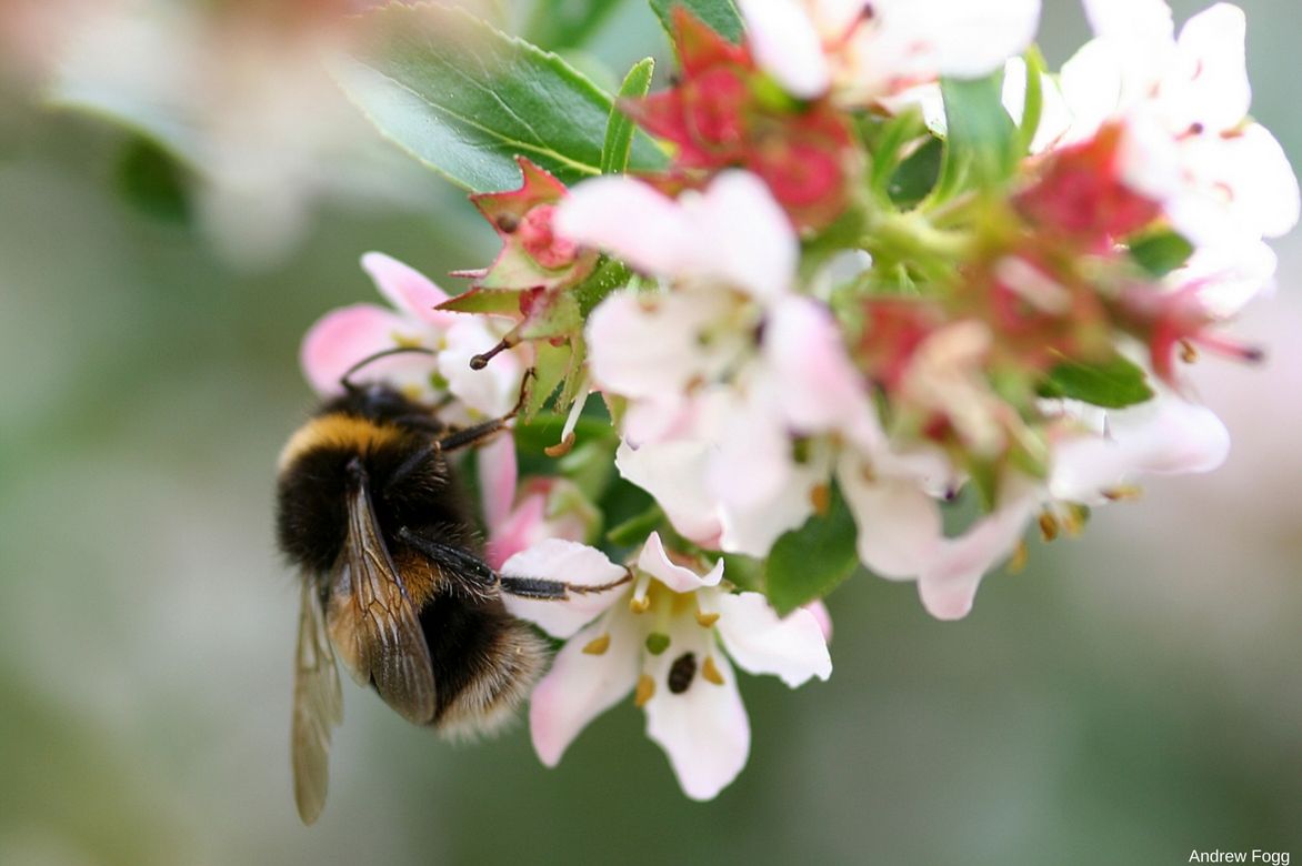 L'escallonia, un plante mellifère Escallonia mellifère
