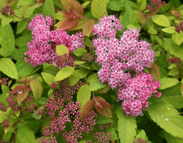 La Spirée double Play Big Bang, une variété étonnante !