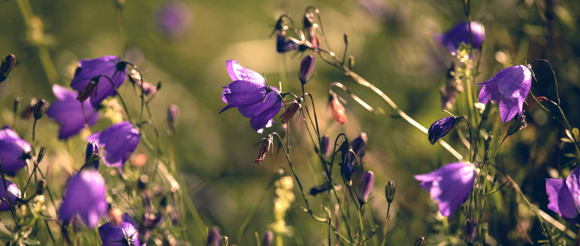 Les campanules : plantation, culture et entretien