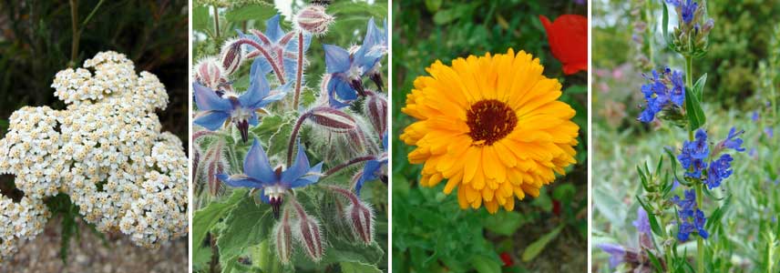 répulsif anti limace