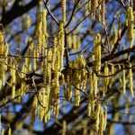 Noisetier, corylus : planter, tailler et entretenir