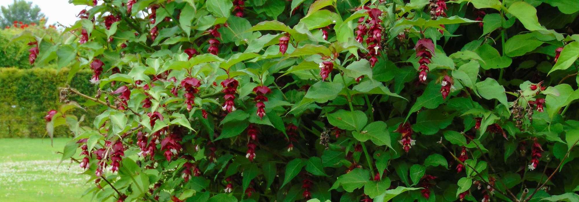 Le Leycesteria, Arbre à faisan : planter, tailler et entretenir