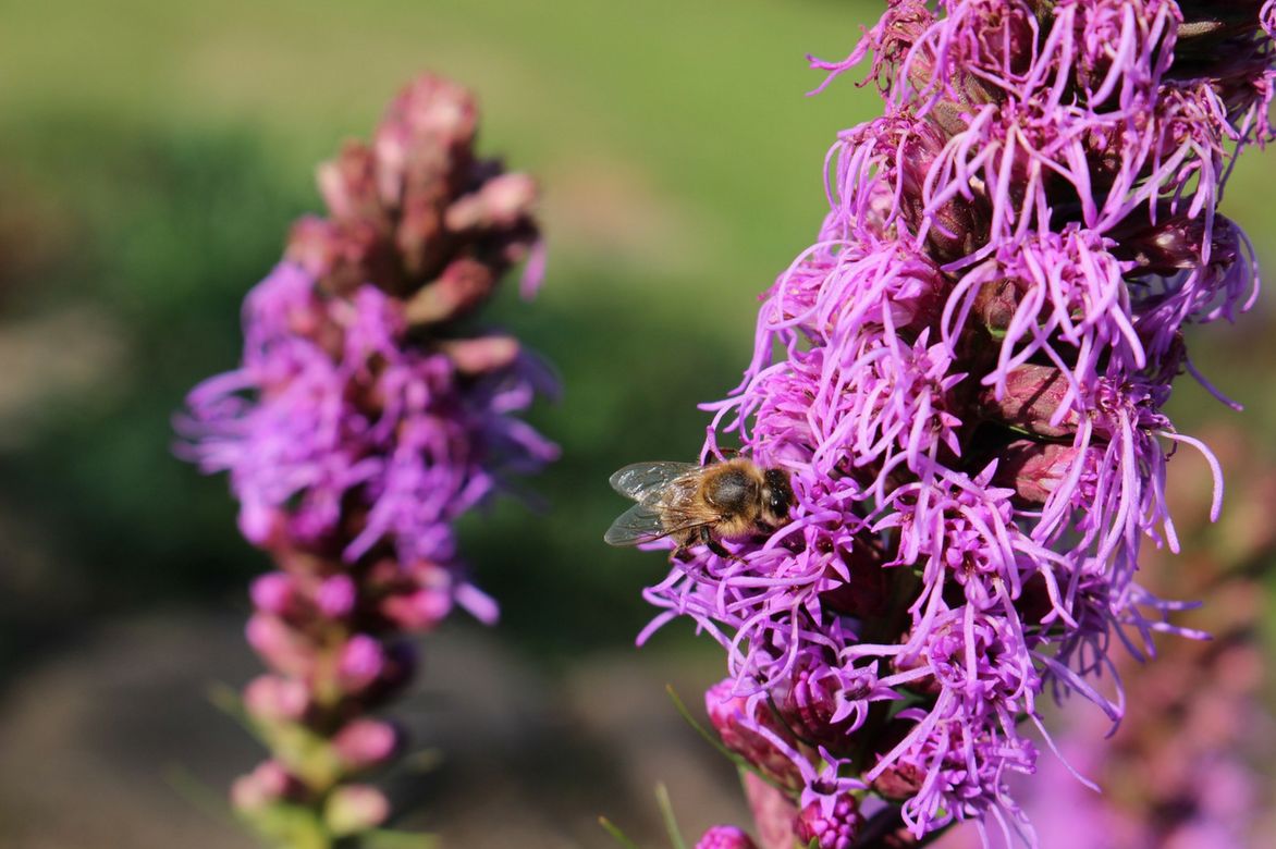 Plume du kansas, fleur mellifere