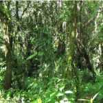 Voyage à la Réunion (2ème partie)