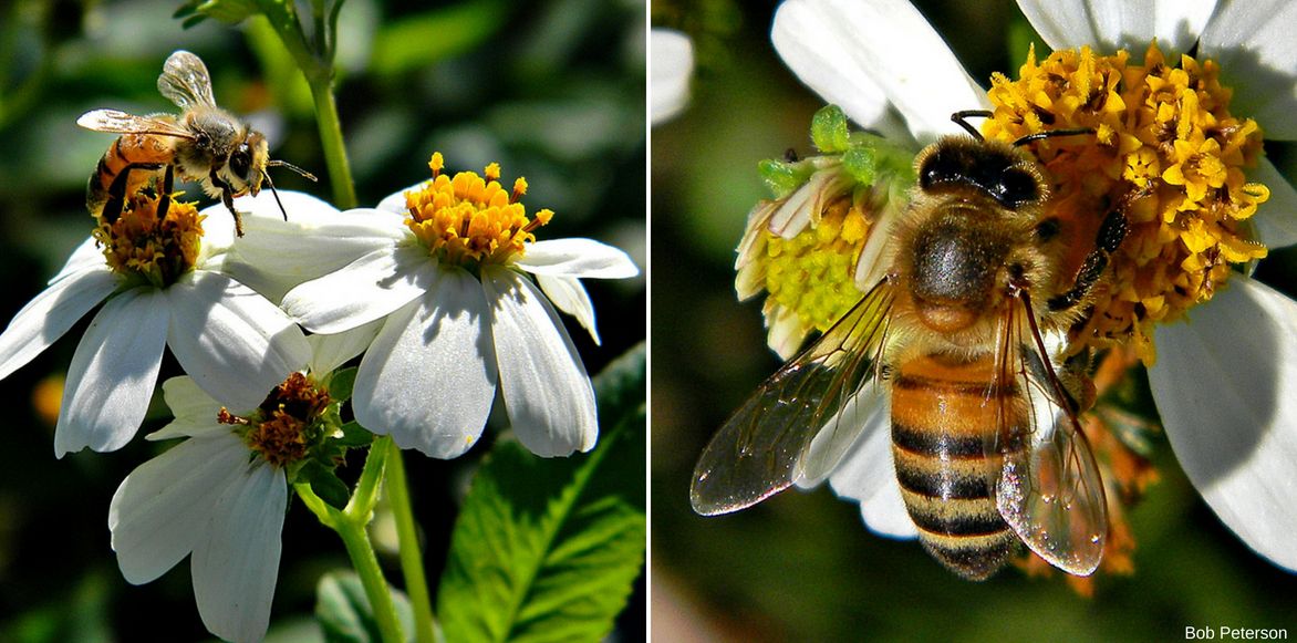 Bidens et abeille