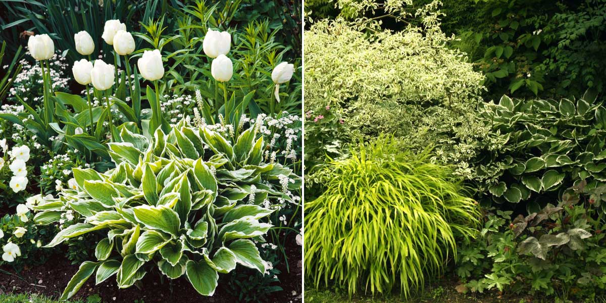 Une inspiration pour associer les hostas au jardin !