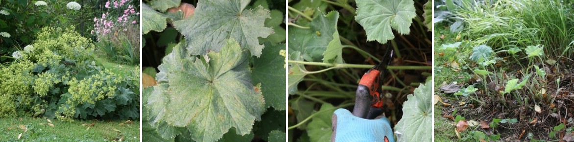 Taille de l'alchémille