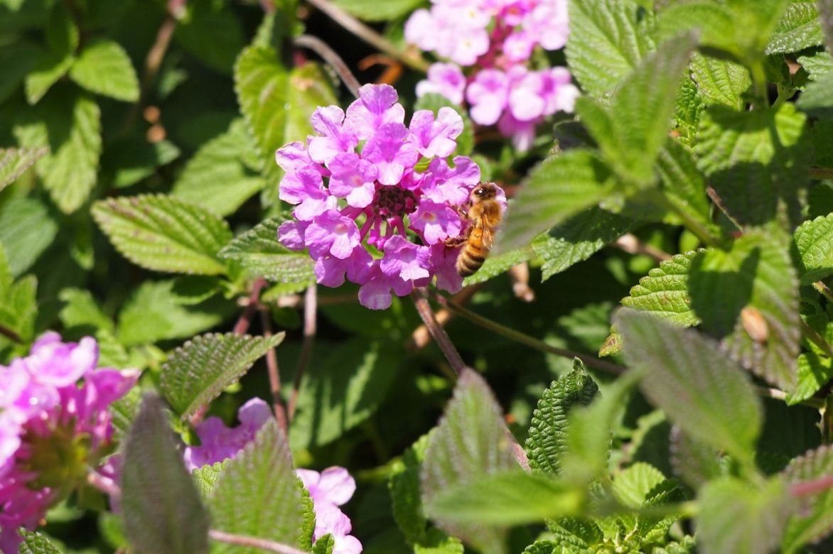 Mille-fleurs mellifère