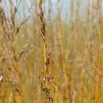 Molinie, Molinia caerulea : plantation, division, taille et entretien