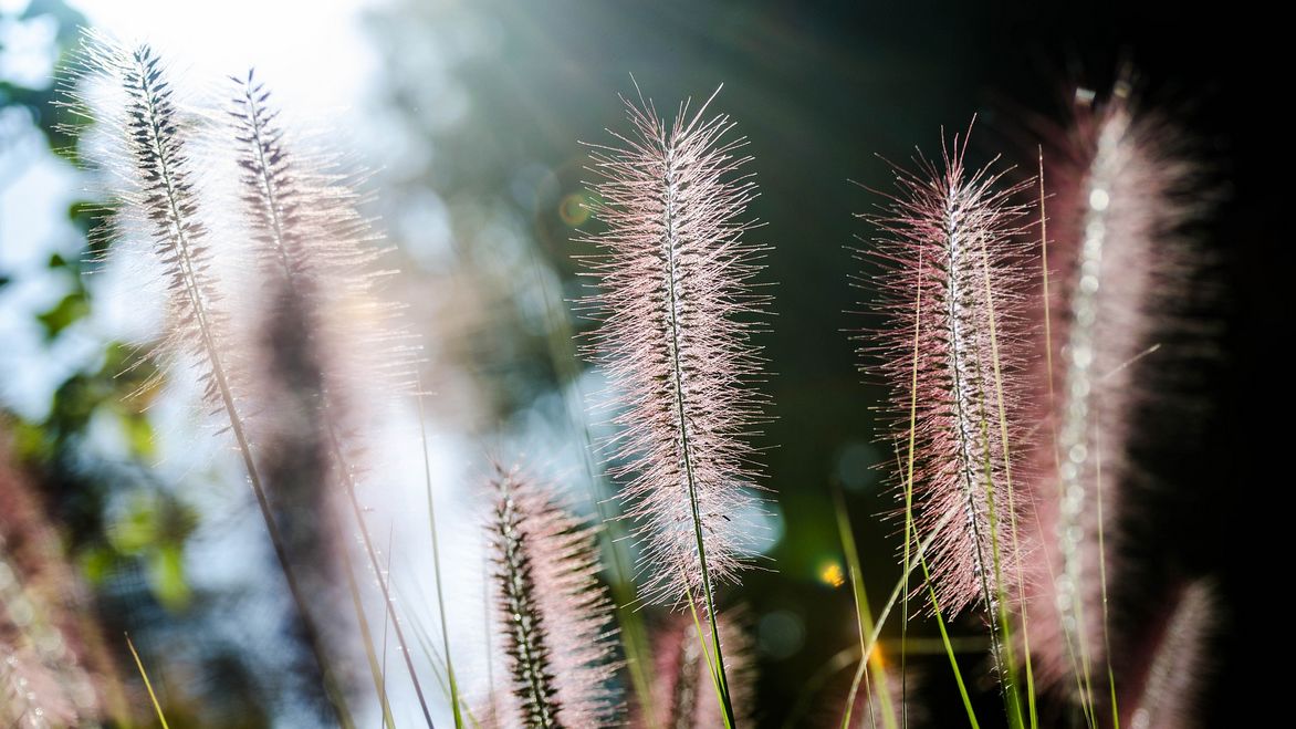 Pennisetum