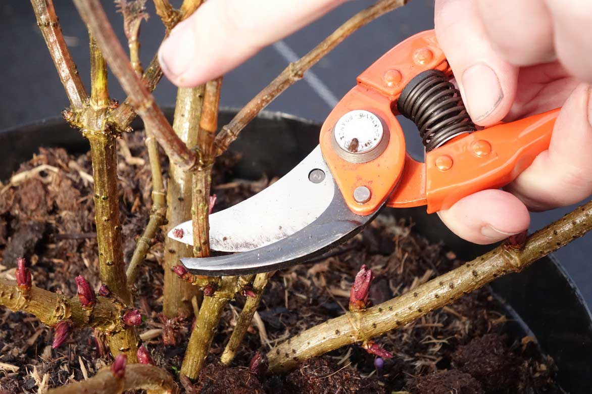 Comment tailler le sureau