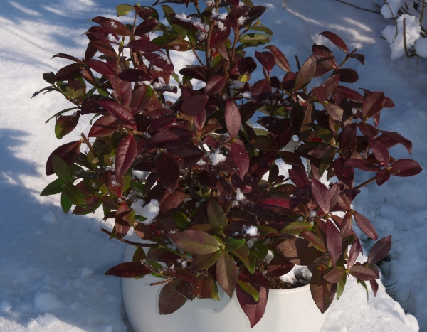 Le Jasmin Winter Ruby : une variété au feuillage unique !