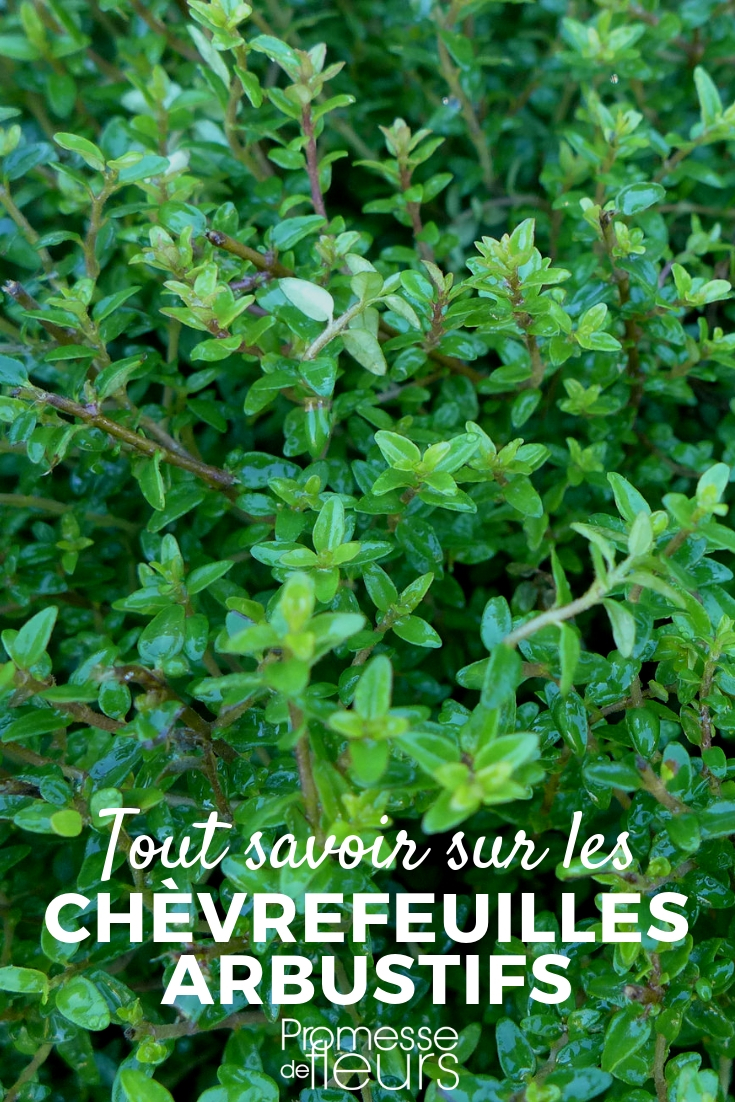 chèvrefeuille, lonicera nitida : plantation, taille, entretien