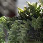 8 compositions florales pour le cimetière