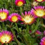 Delosperma, pourpier vivace : planter et cultiver