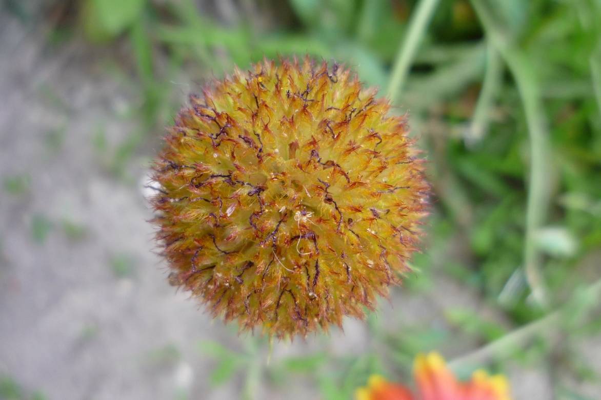 gaillardia