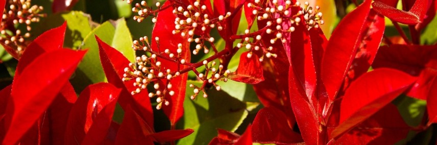 Photinia, haie croissance rapide