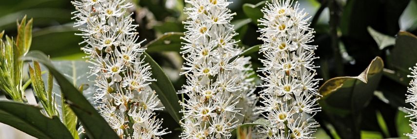 Prunus laurocerasus, haie croissance rapide