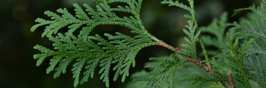 Cyprès de Leyland, haie croissance rapide