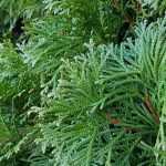 Haie qui pousse vite : 10 arbustes pour haie à croissance rapide