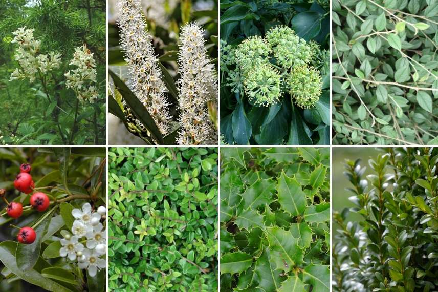 Arbustes persistants pour haie écologique