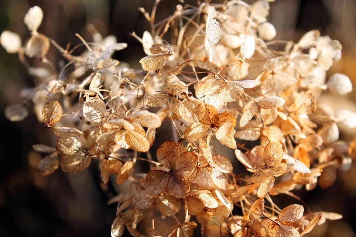 fleur hortensia fané