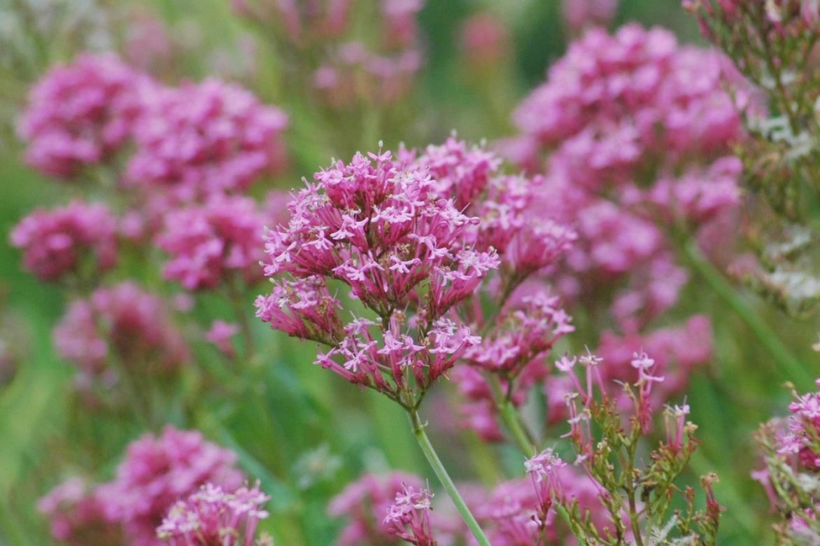 Valériane des jardins