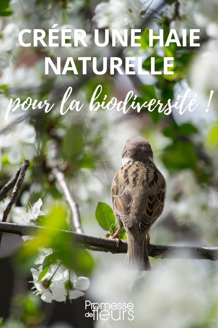 Créer une haie naturelle écologique