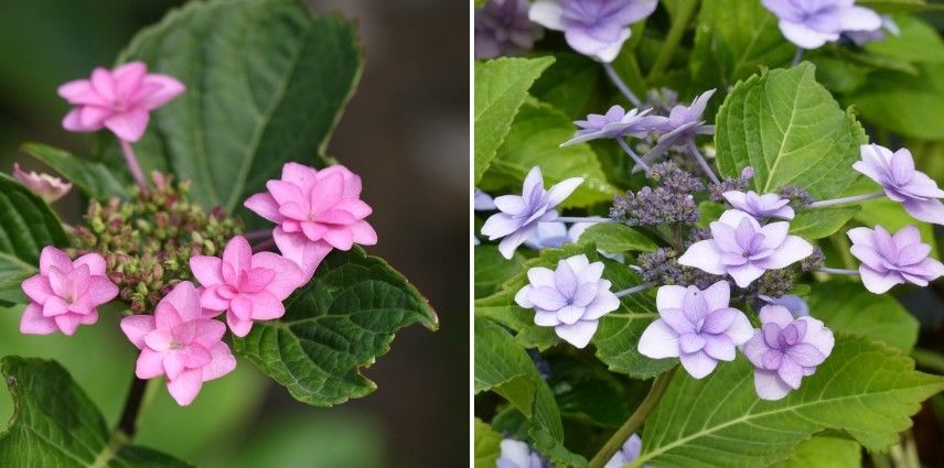 Hydrangea macrophylla Etoile Violette
