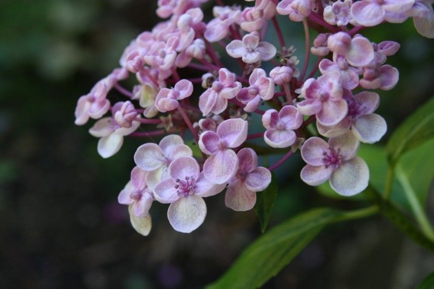 Hortensia Ayesha rose