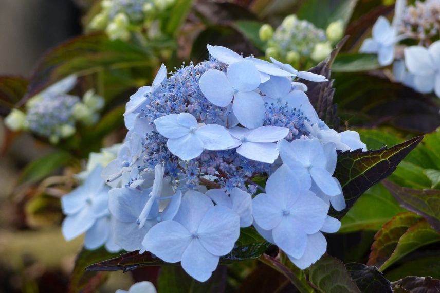 Hortensia bleu