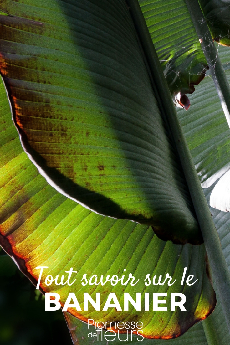 Bananier, musa baasjo