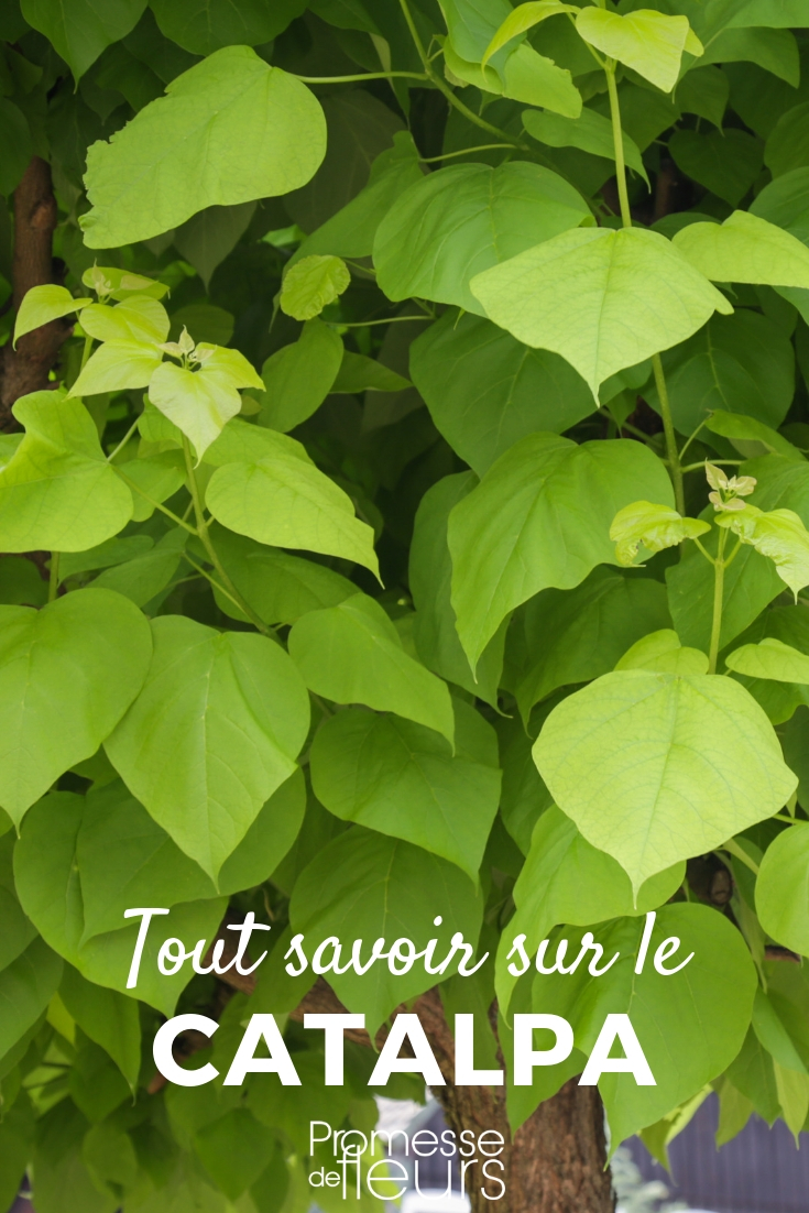 catalpa : planter, tailler, entretenir