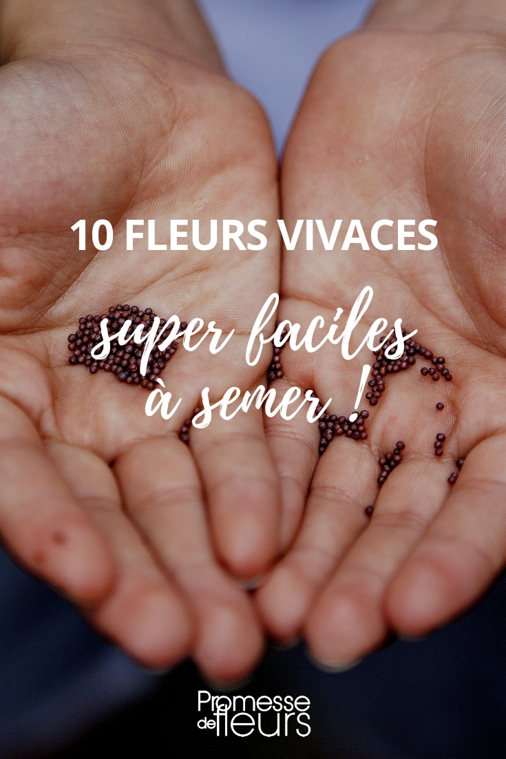 10 fleurs vivaces faciles à multiplier par semis