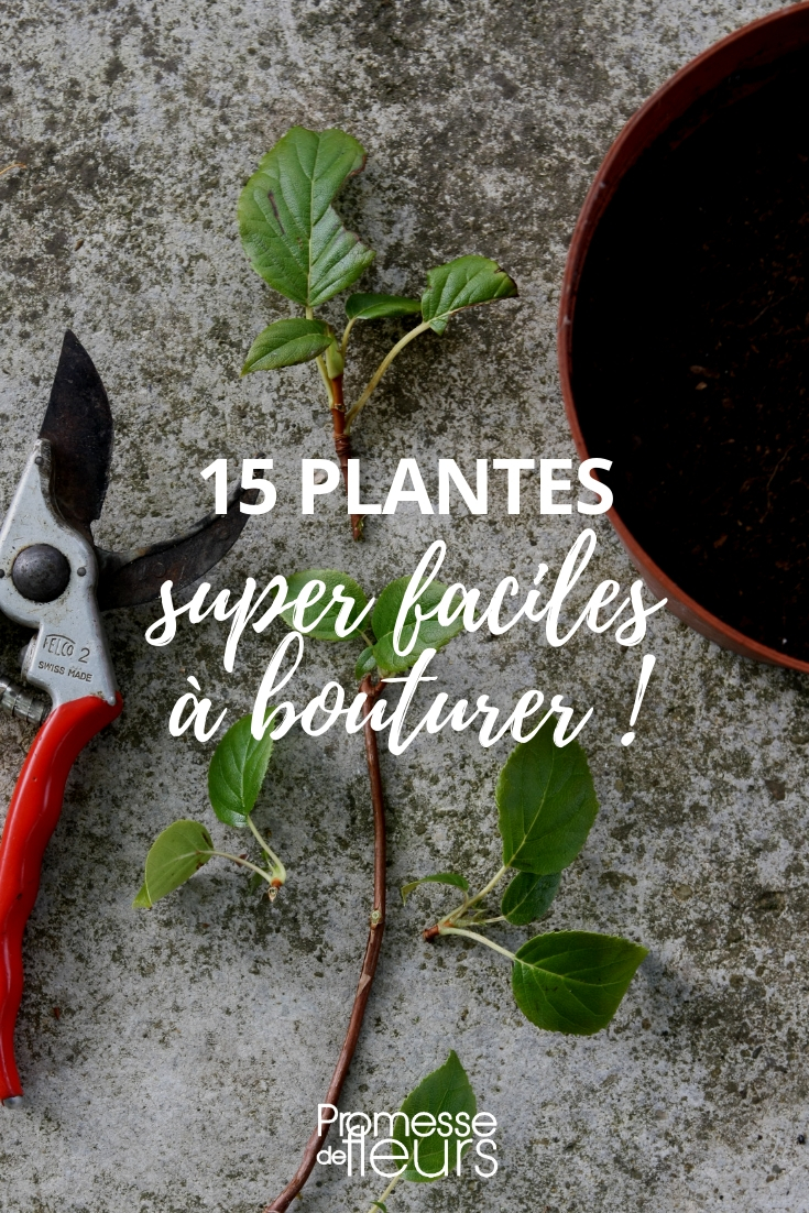 bouturage : les plantes les plus faciles à multiplier