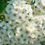 La taille des arbustes à floraison printanière