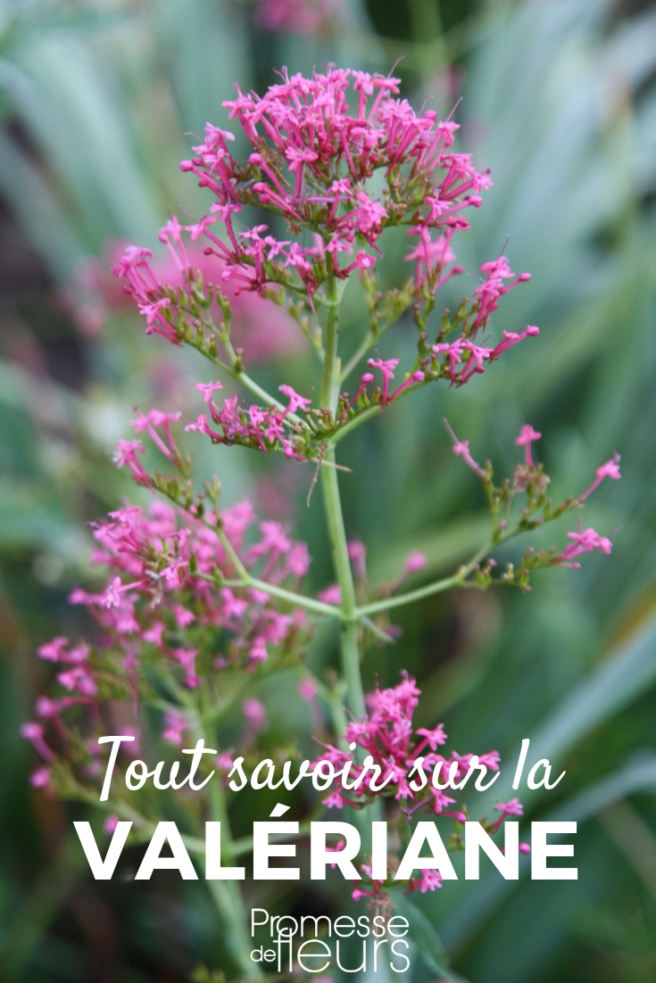 Valériane, centranthus : semer, planter, cultiver