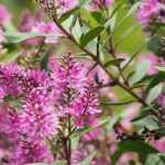 Hebe, véronique arbustive : planter, tailler et entretenir