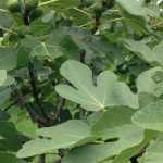 Comment faire une bouture de figuier et la réussir