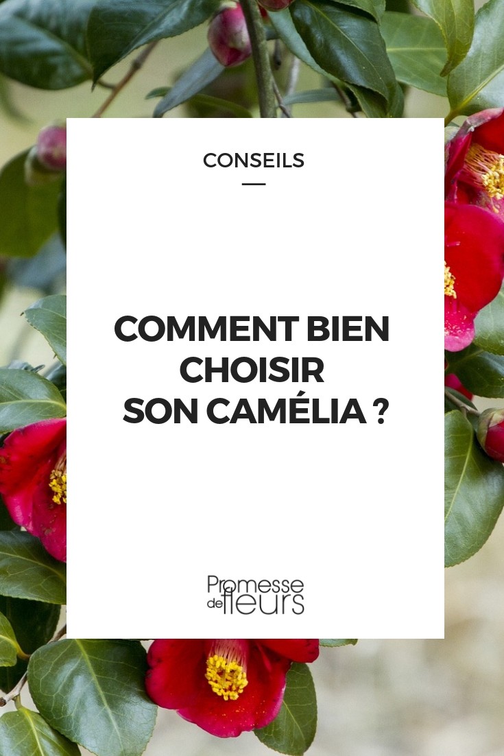 choisir camellia