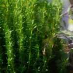 15 plantes médicinales et leurs vertus à cultiver chez soi