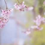 7 arbres pour petit jardin